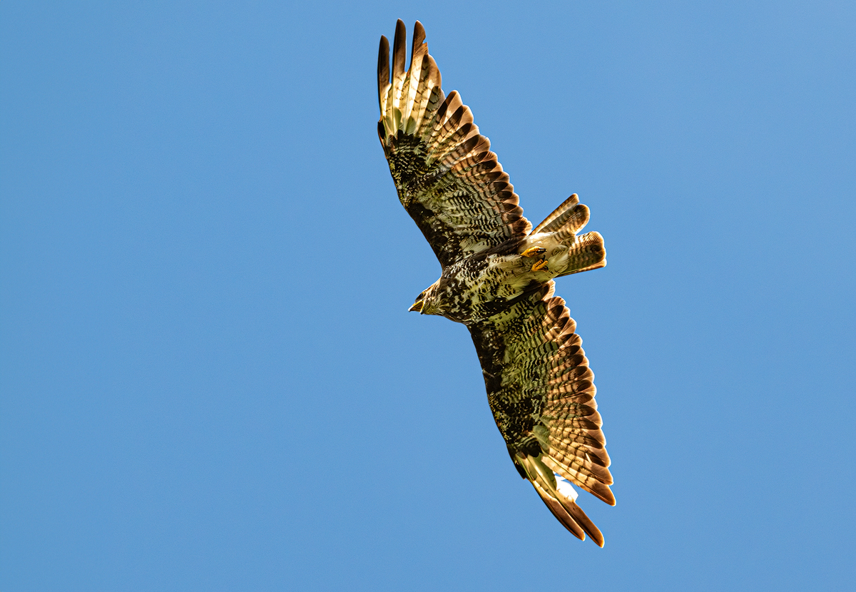 Mäusebussard 50a 2024.jpg