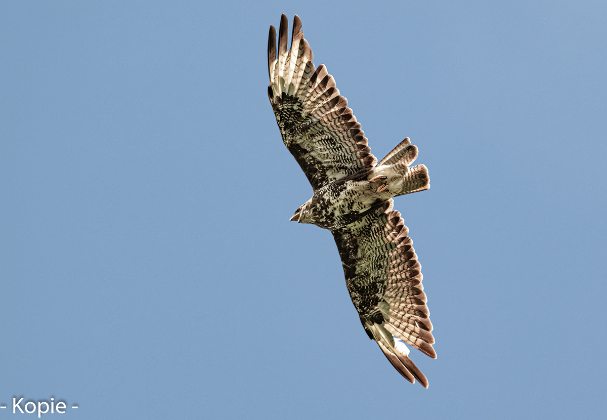 Mäusebussard 50a 2024-2.jpg