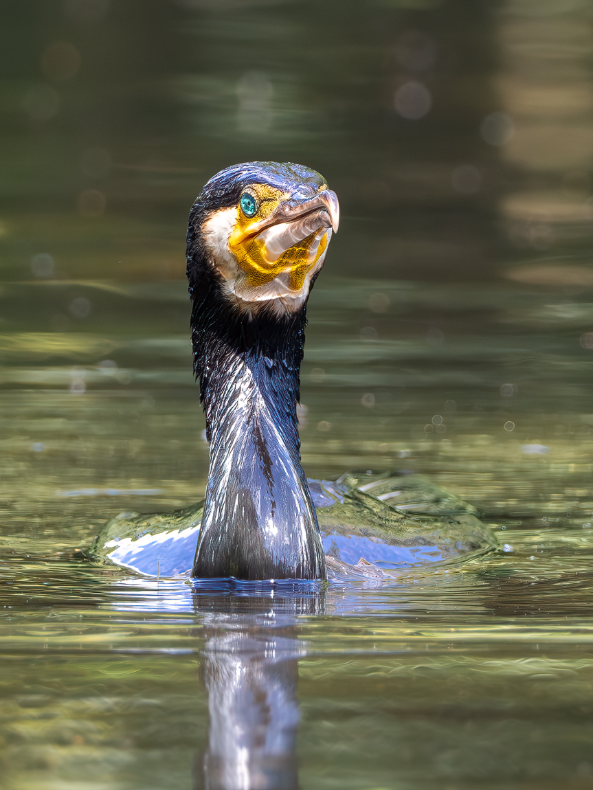 Kormoran-1.jpg