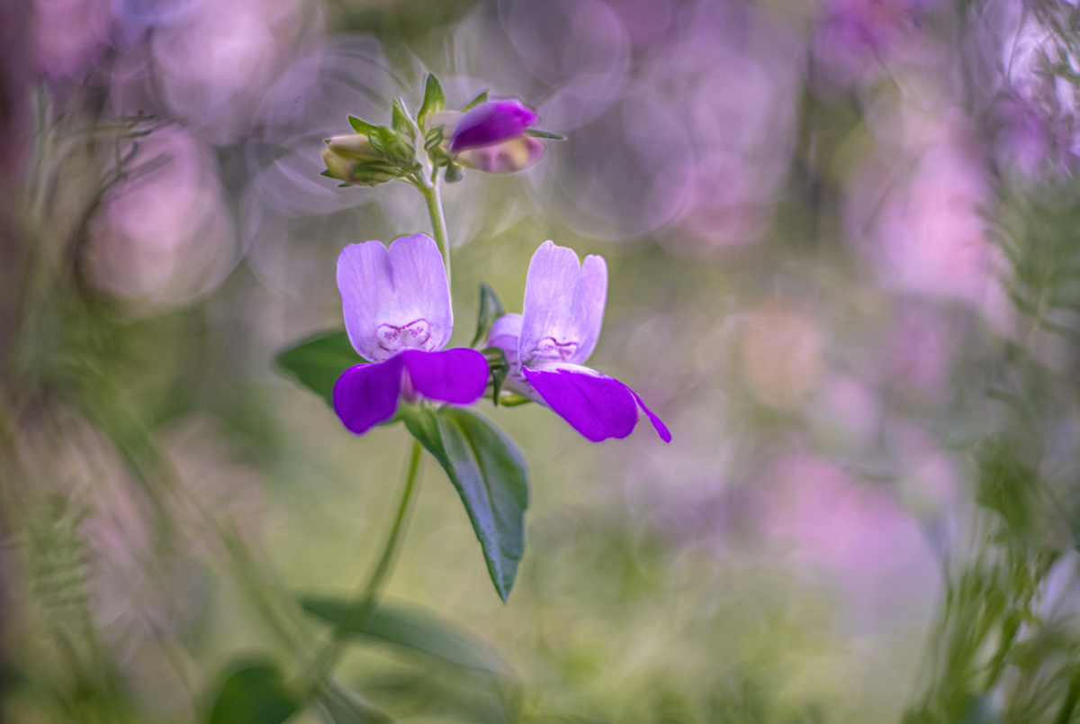 Collinsia .jpg