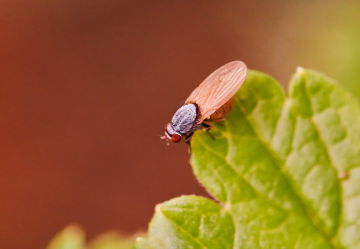 Polierfliege (Minettia sp.) 2.jpg