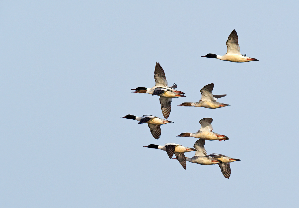 5109050NP.jpg