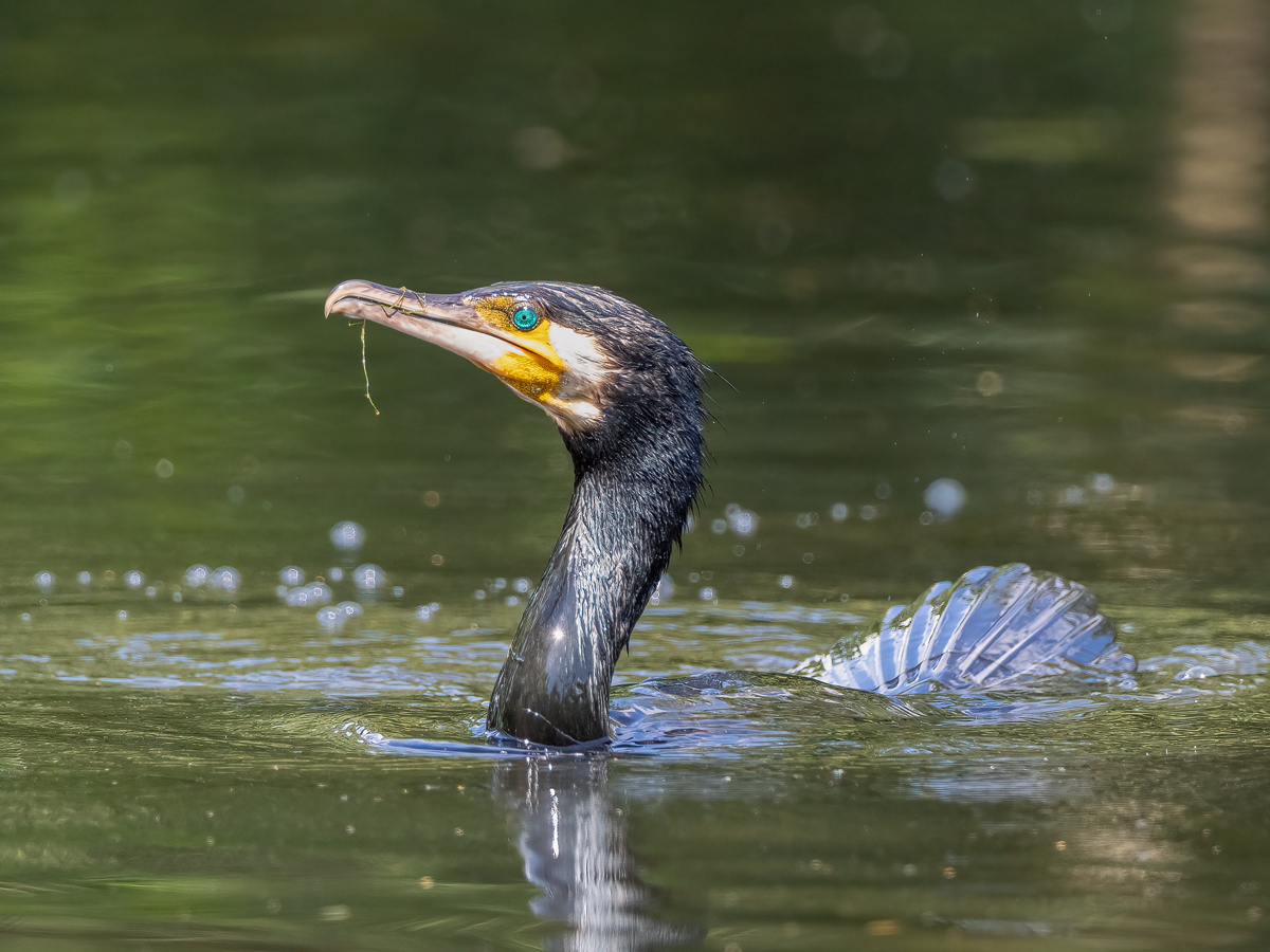 Kormoran-3.jpg