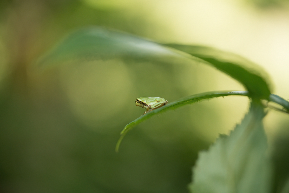 20240711-184017-002-(HL)-Laubfrosch-Hyla-arborea.jpg