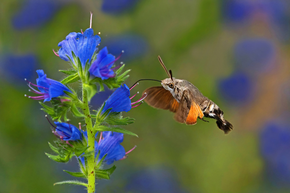 P7050200NP.jpg