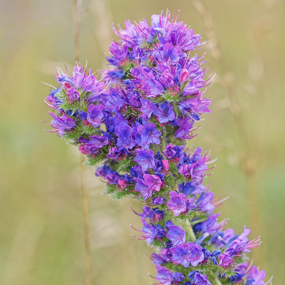 WEBU4786_1250_4.5_1.2500_Fz_KS.jpg