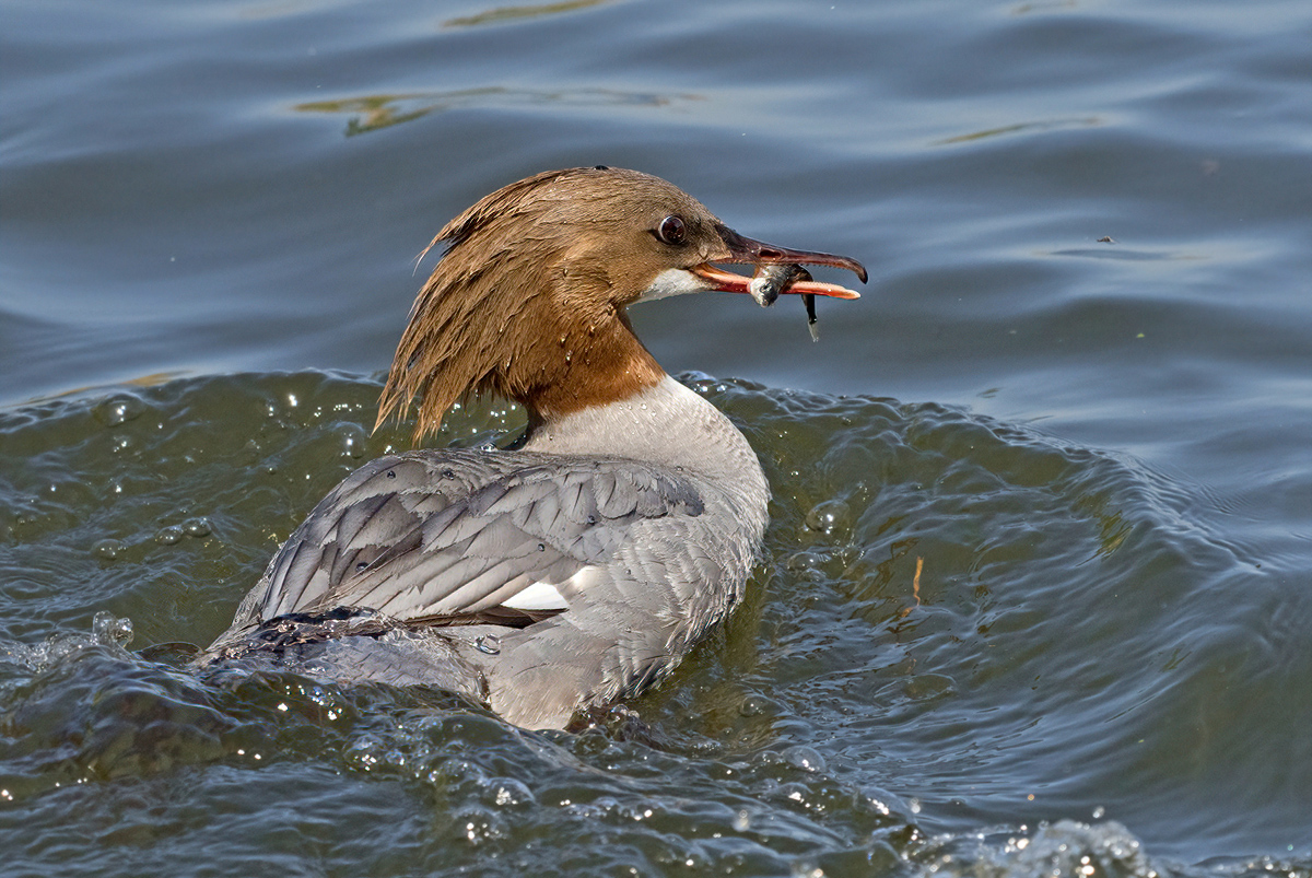 5171452NP.jpg
