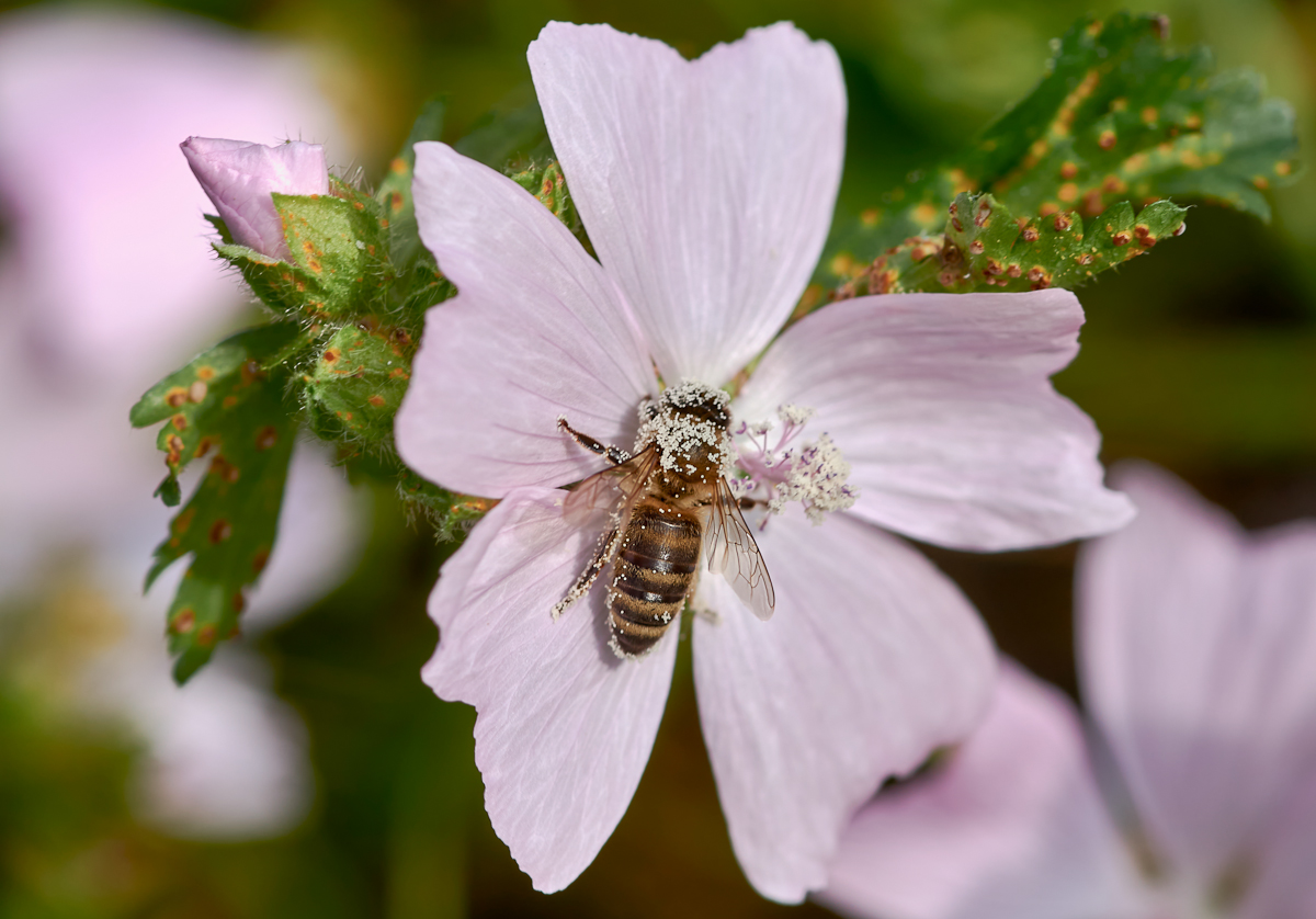 Bienchen.jpg