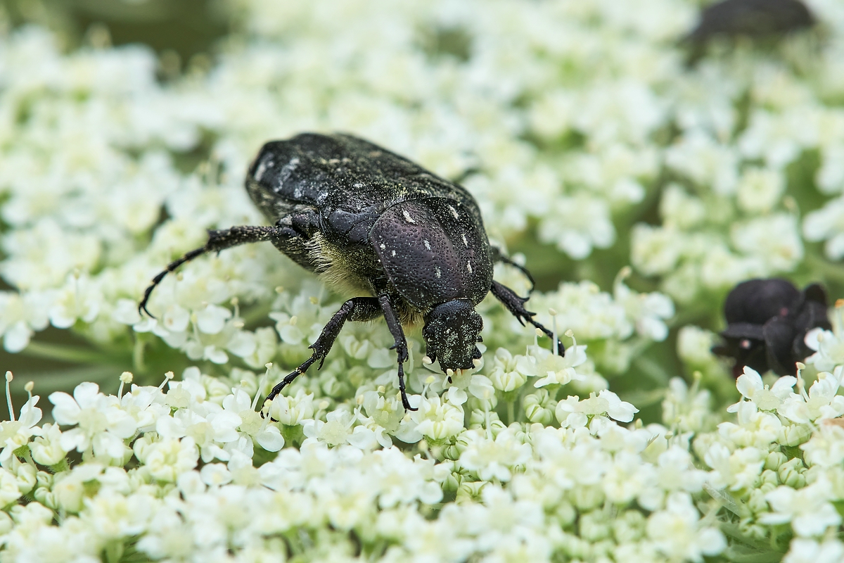 DSC06671Oxythyrea funesta xcomp.jpg