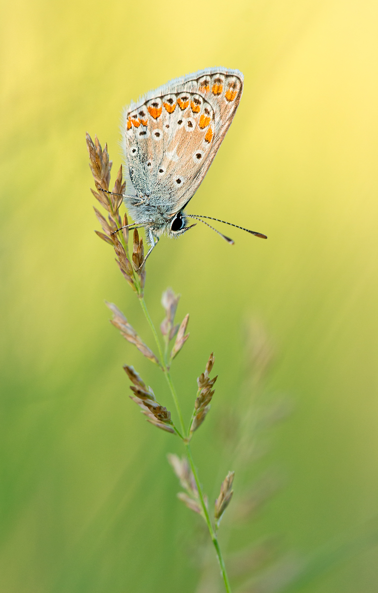 _MG_5238-Bearbeitet Kopie.jpg