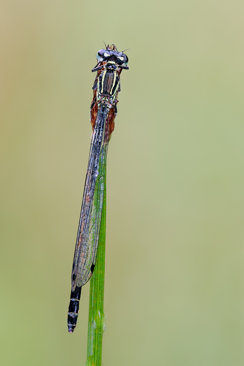 20240722-20240722-IMG_9344 ZS34 1-8 f63 400 100-b.jpg