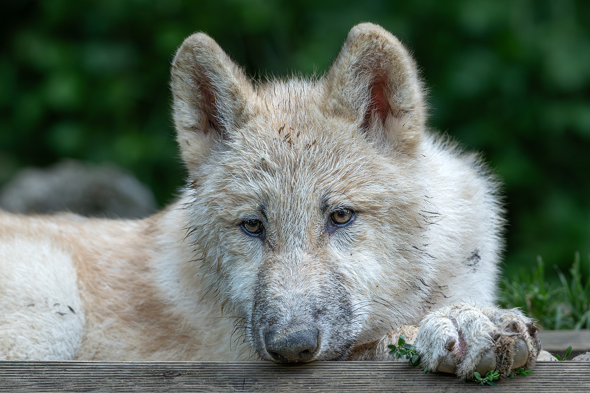 Polarwolf 4a 2024.jpg