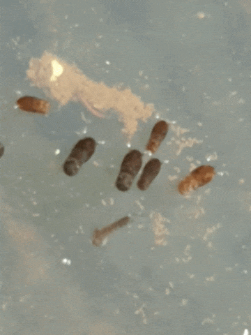 20240805_075410-1.gif