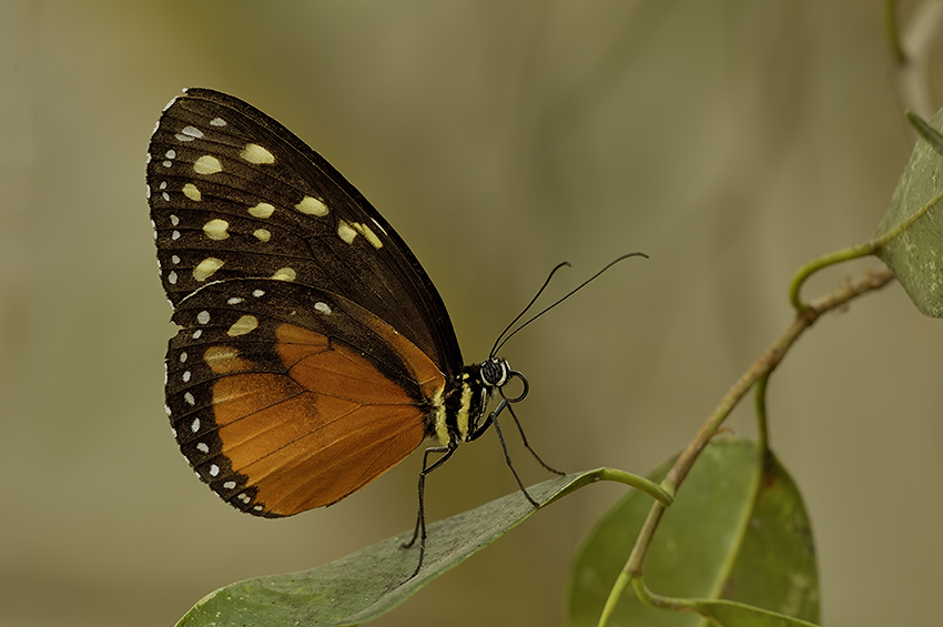 schmetterling_1.jpg
