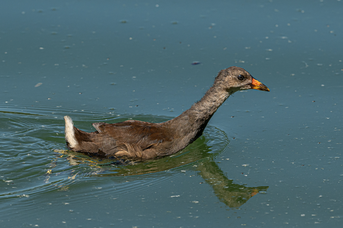 Vogel 16a 2024.jpg