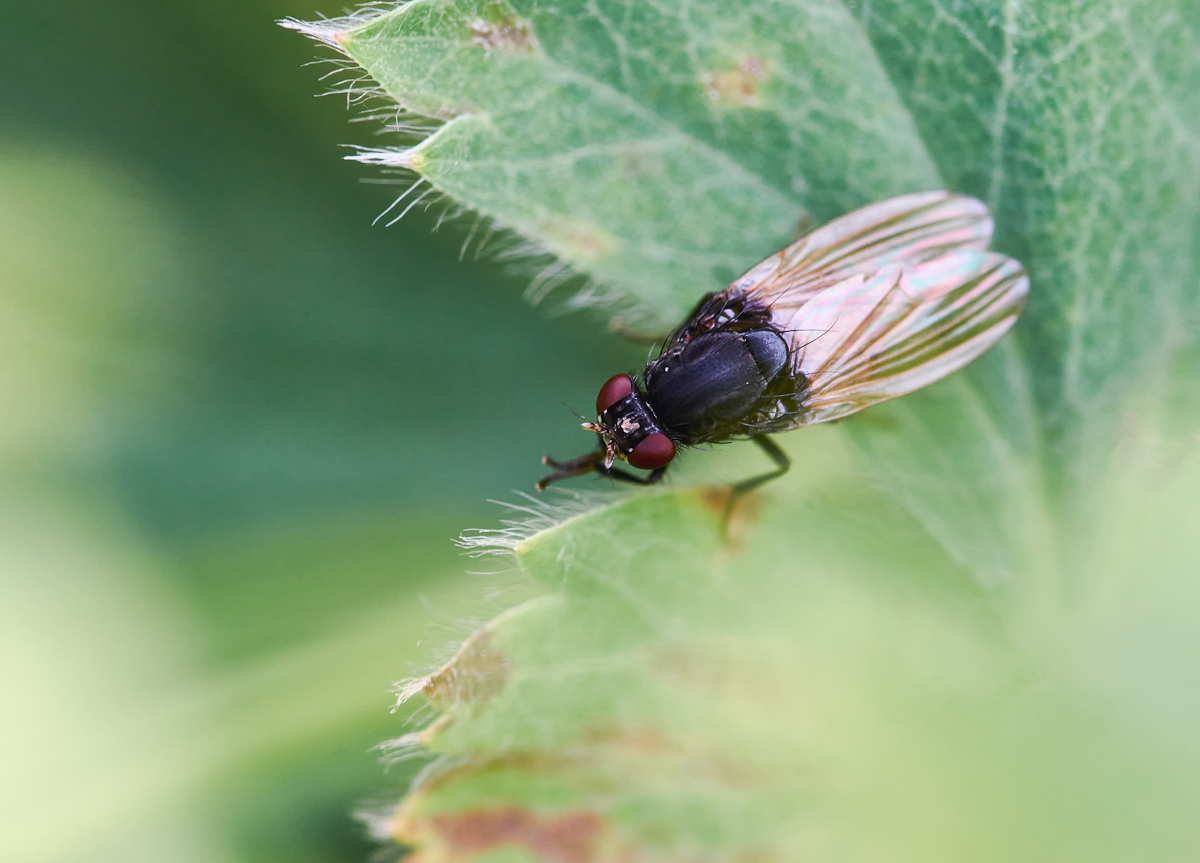 Minettia longipennis 1.jpg
