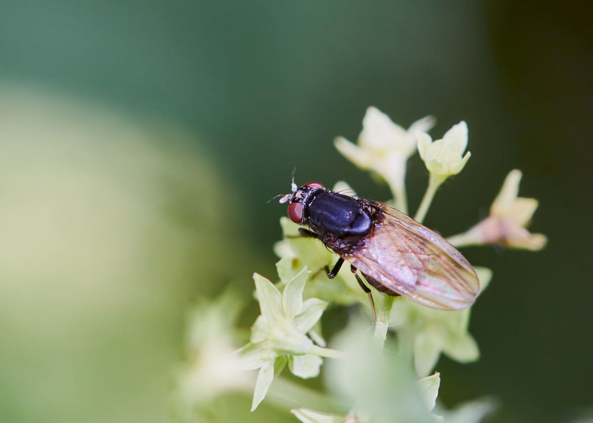 Minettia longipennis 3.jpg