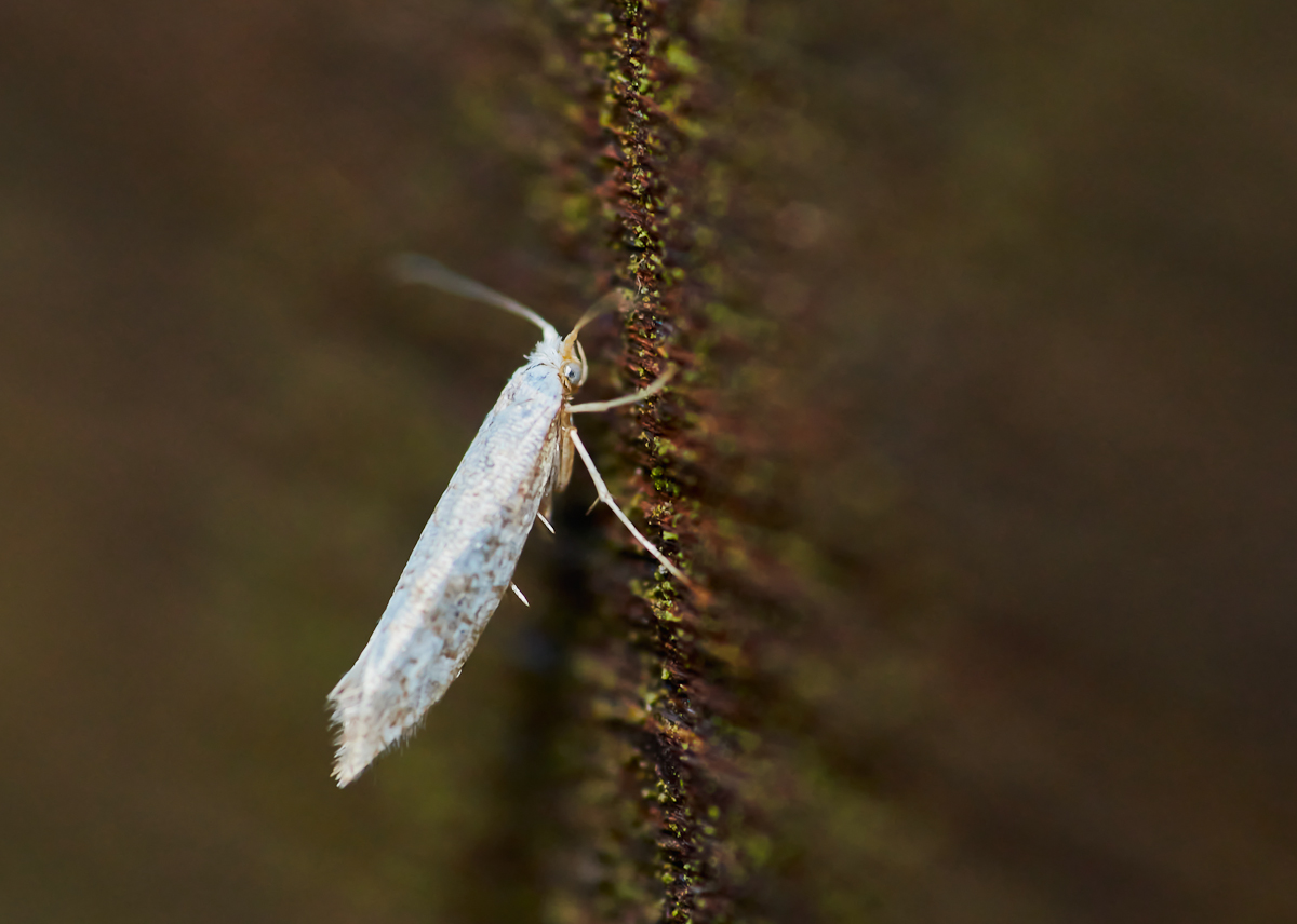 Argyresthia retinella.jpg