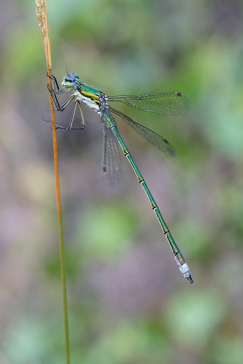 8W5A4197-klein.jpg
