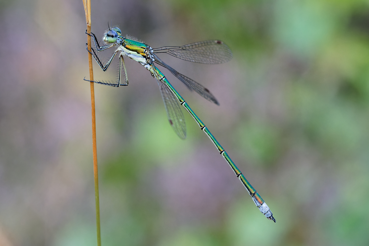 8W5A4191-klein.jpg