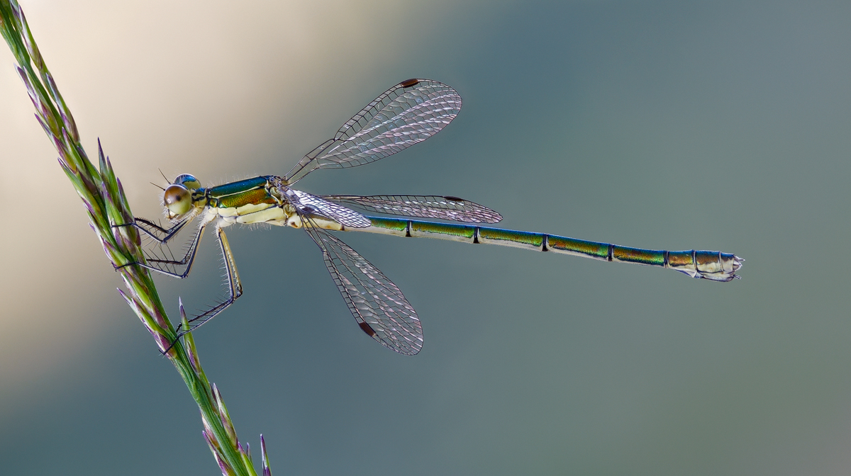 P1034724_145C_2_sWS1200.jpg