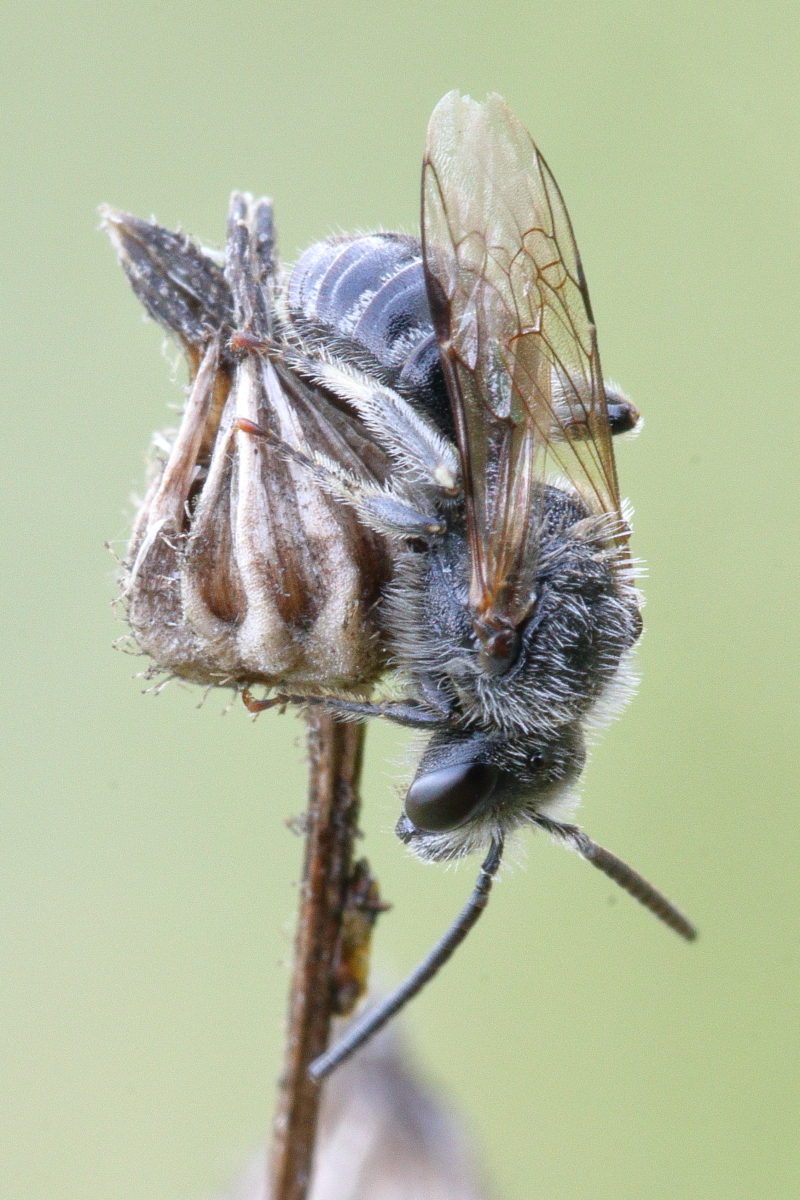 IMG_5027_ctr_lasioglossum_leucozonium_evtl.JPG