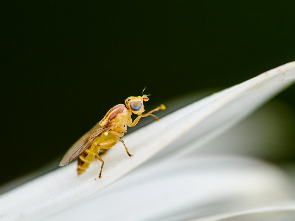 Meromyza femorata 1.jpg