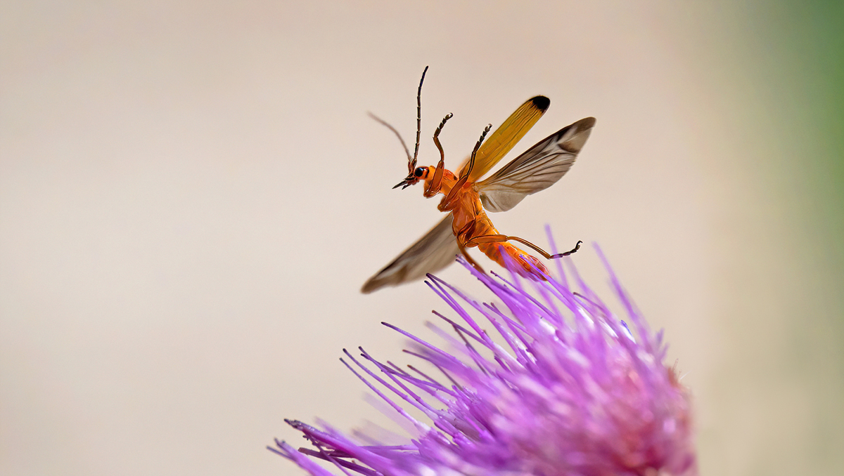 P7160030NP1.jpg