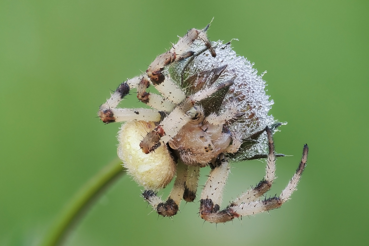 spinne-stack-8096441-86.jpg