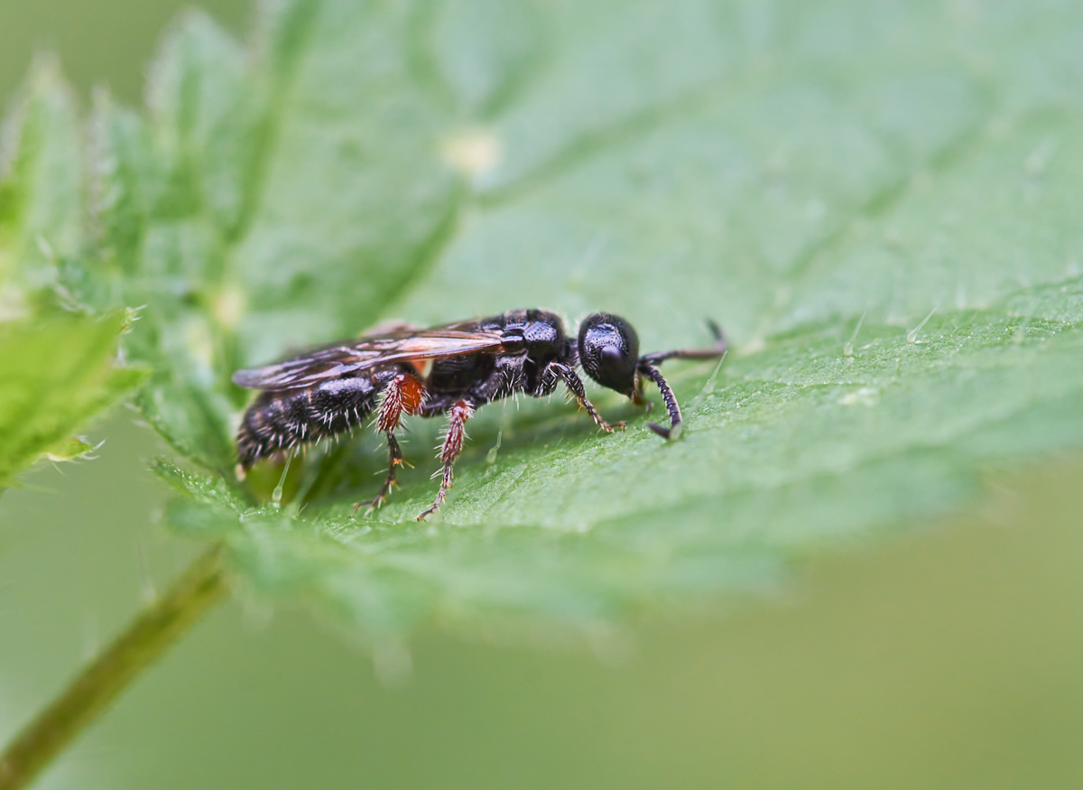 Tiphia femorata.jpg