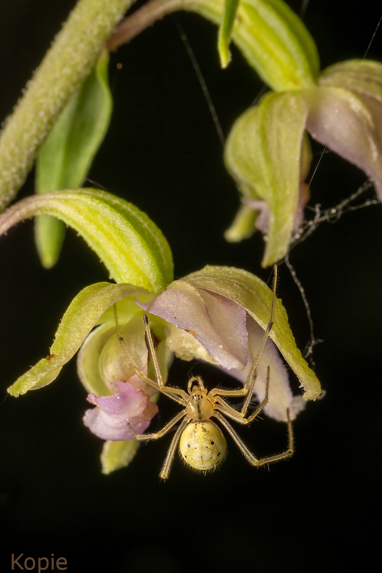 Orchideen_spider.jpg