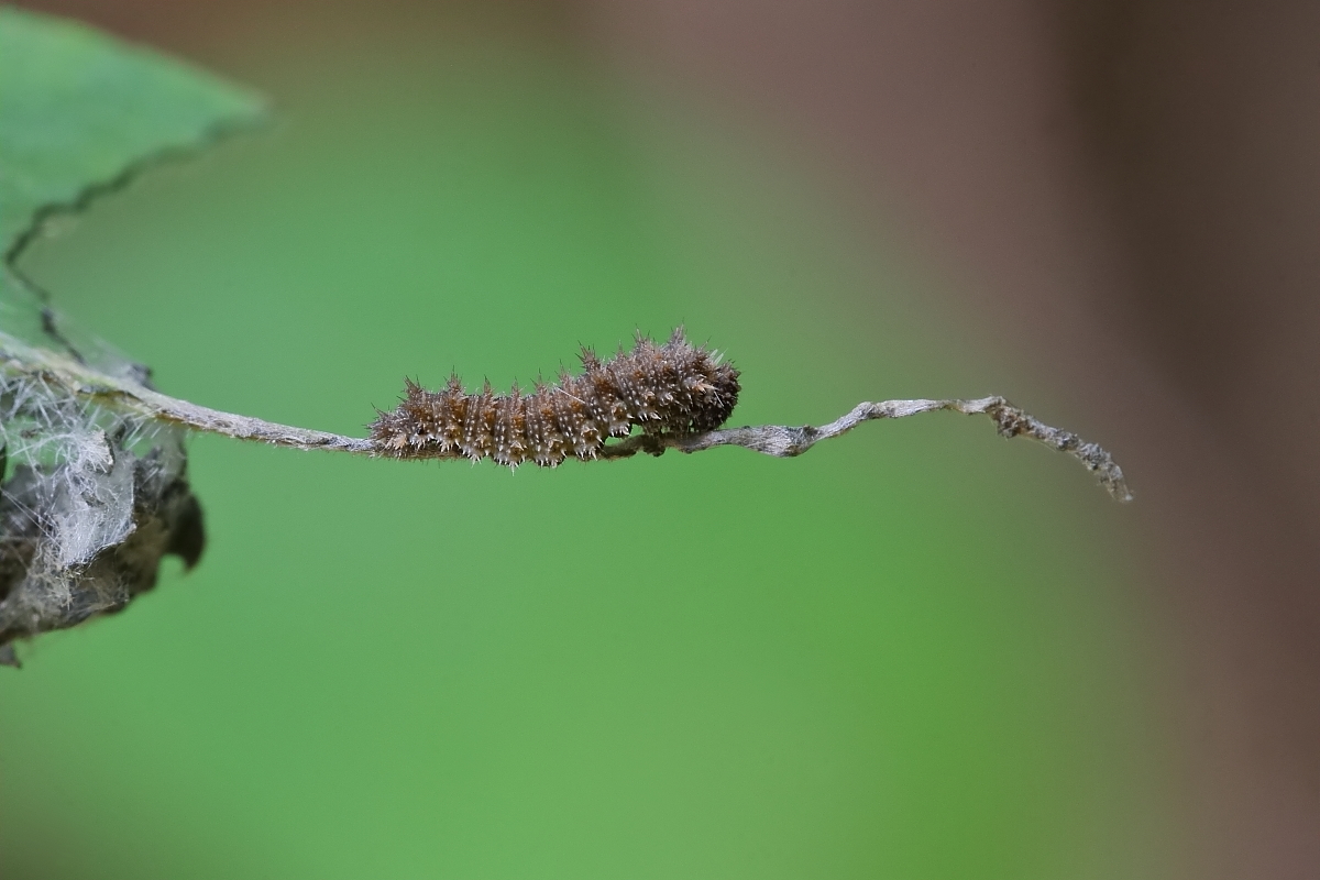 IMG_7420_rs.JPG