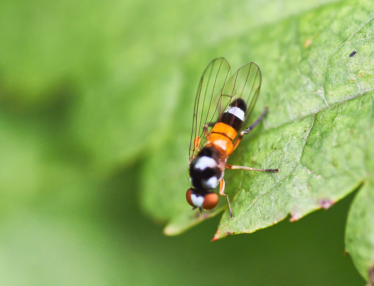 Callomyia amoena 1.jpg