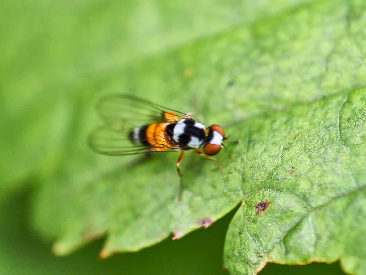 Callomyia amoena 2.jpg