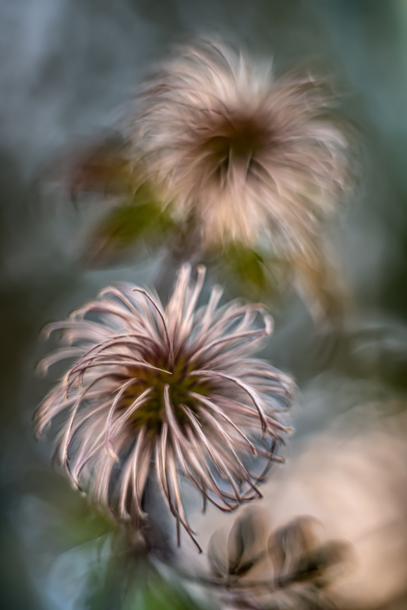 Clematis verblüht .jpg