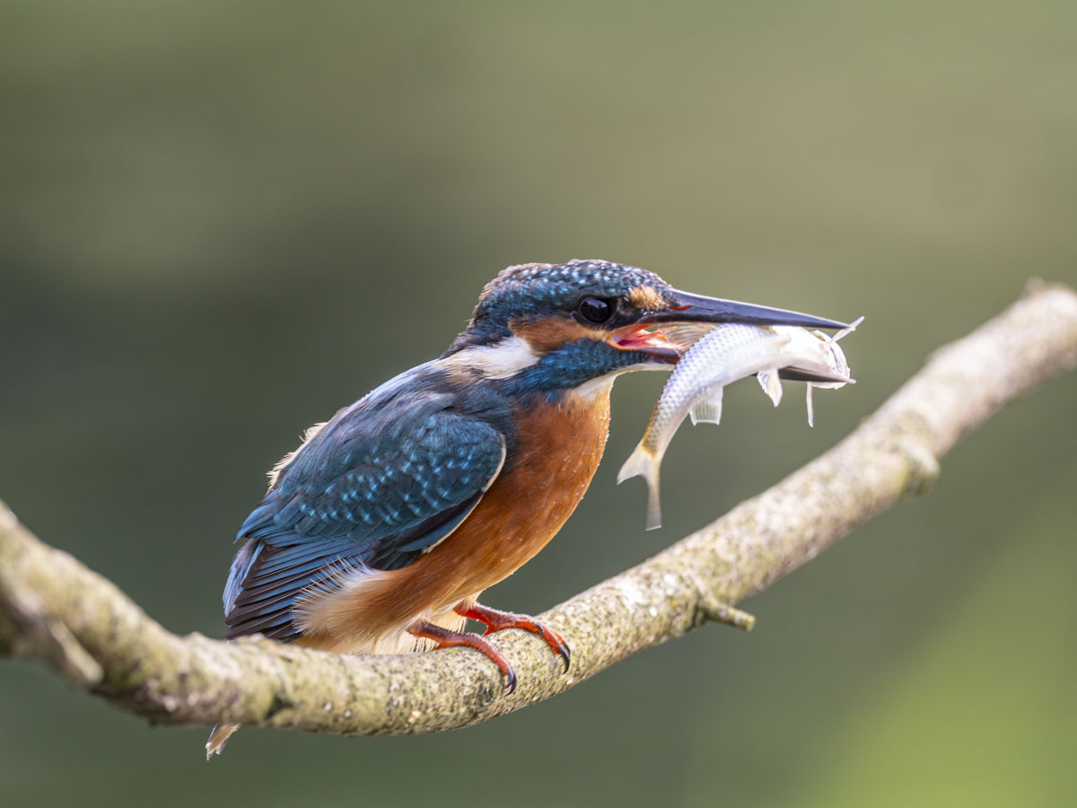 Eisvogel (2)_1.JPG