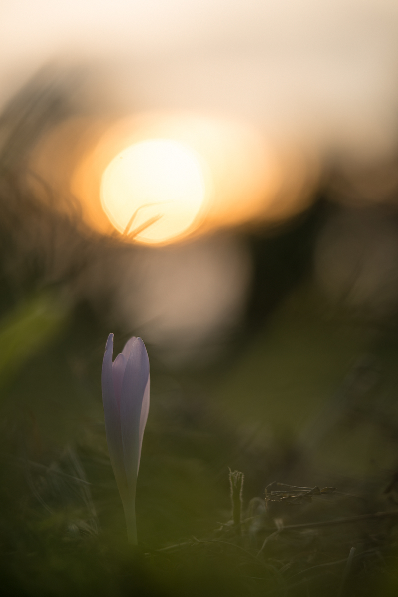 20240830-193529-002-(HL)-MWeiler-Kanzwiese-Herbstzeitlose-Colchicum-autumnale.jpg