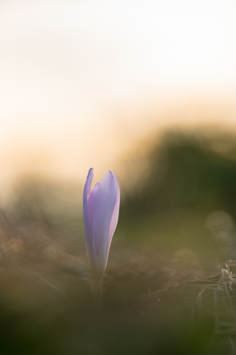 20240830-193229-001-(HL)-MWeiler-Kanzwiese-Herbstzeitlose-Colchicum-autumnale-B10H10.jpg