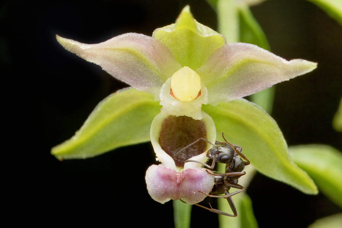 Epipactis_ant_3.jpg