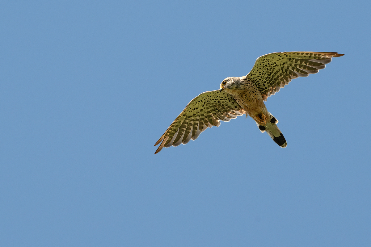 Turmfalke 24a 2024.jpg