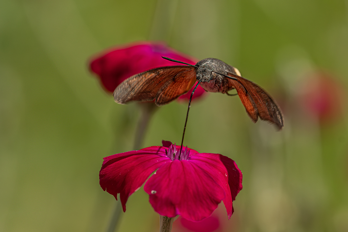 Taubenschwänzchen 1 2024.jpg