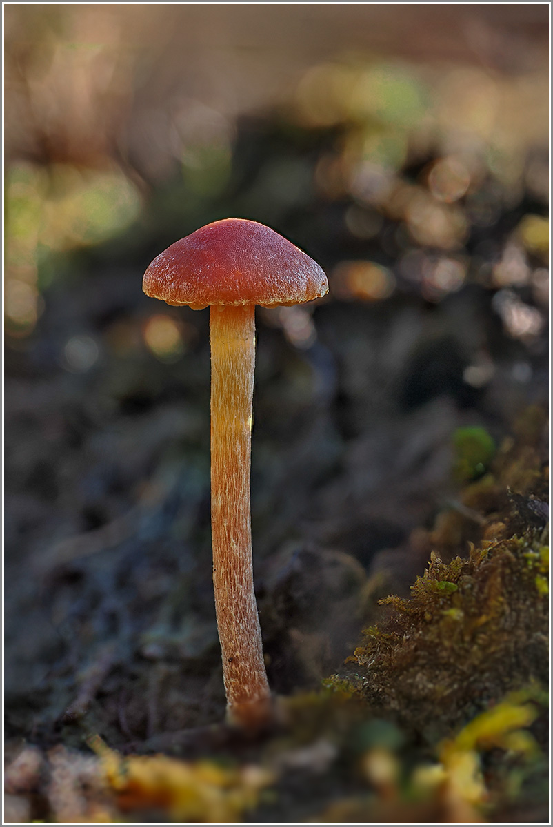 Lacktrichterling -0240921-01-mR.jpg