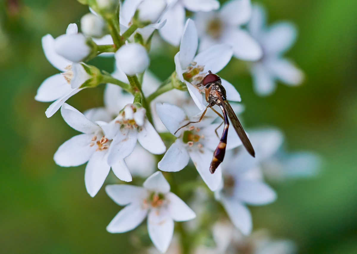 Gemeine Schattenschwebfliege 1.jpg