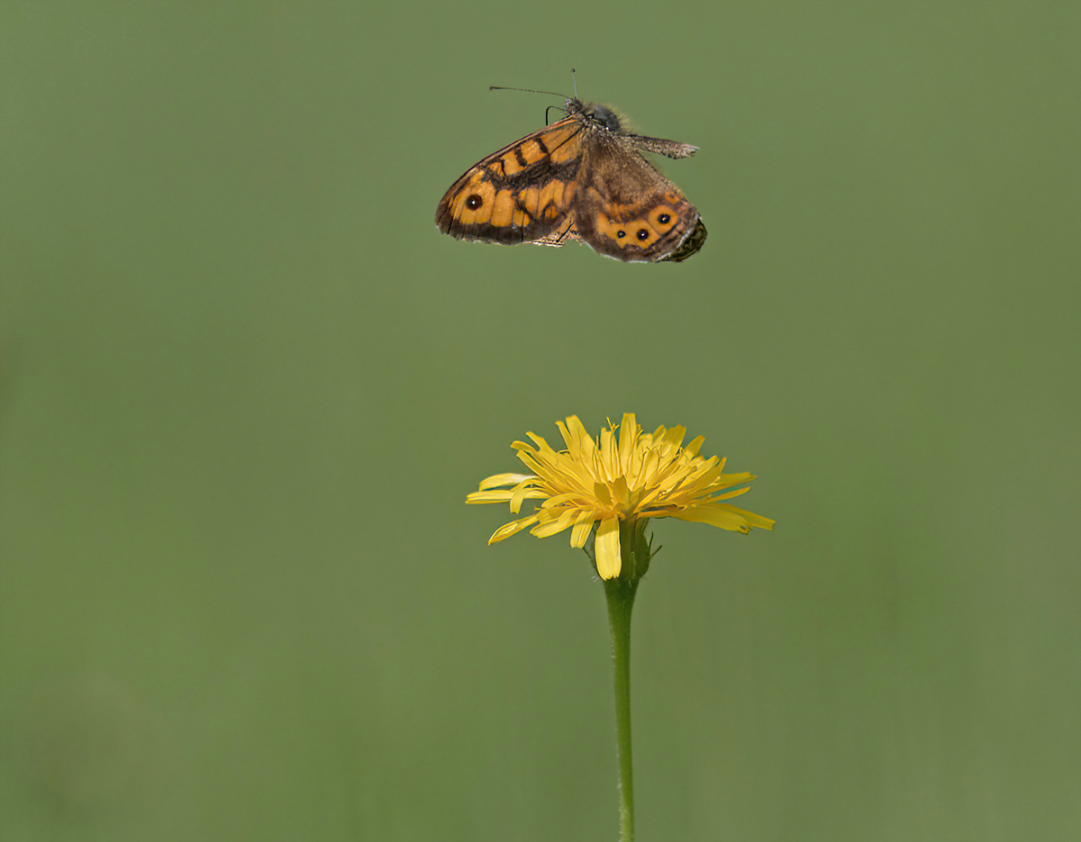 P8080192NP.jpg