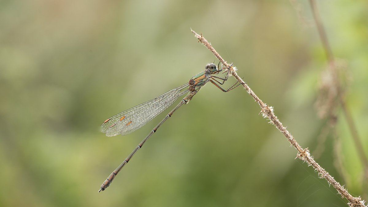 20240925-151417-004-(HL)-Martinsweiher-Gemeine-Weidenjungfer-Chalcolestes-viridis-Männchen-Pano.jpg
