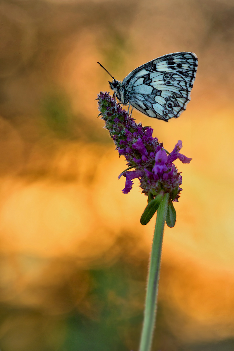 _MG_4941-Bearbeitet-5_bearbeitet-1.jpg