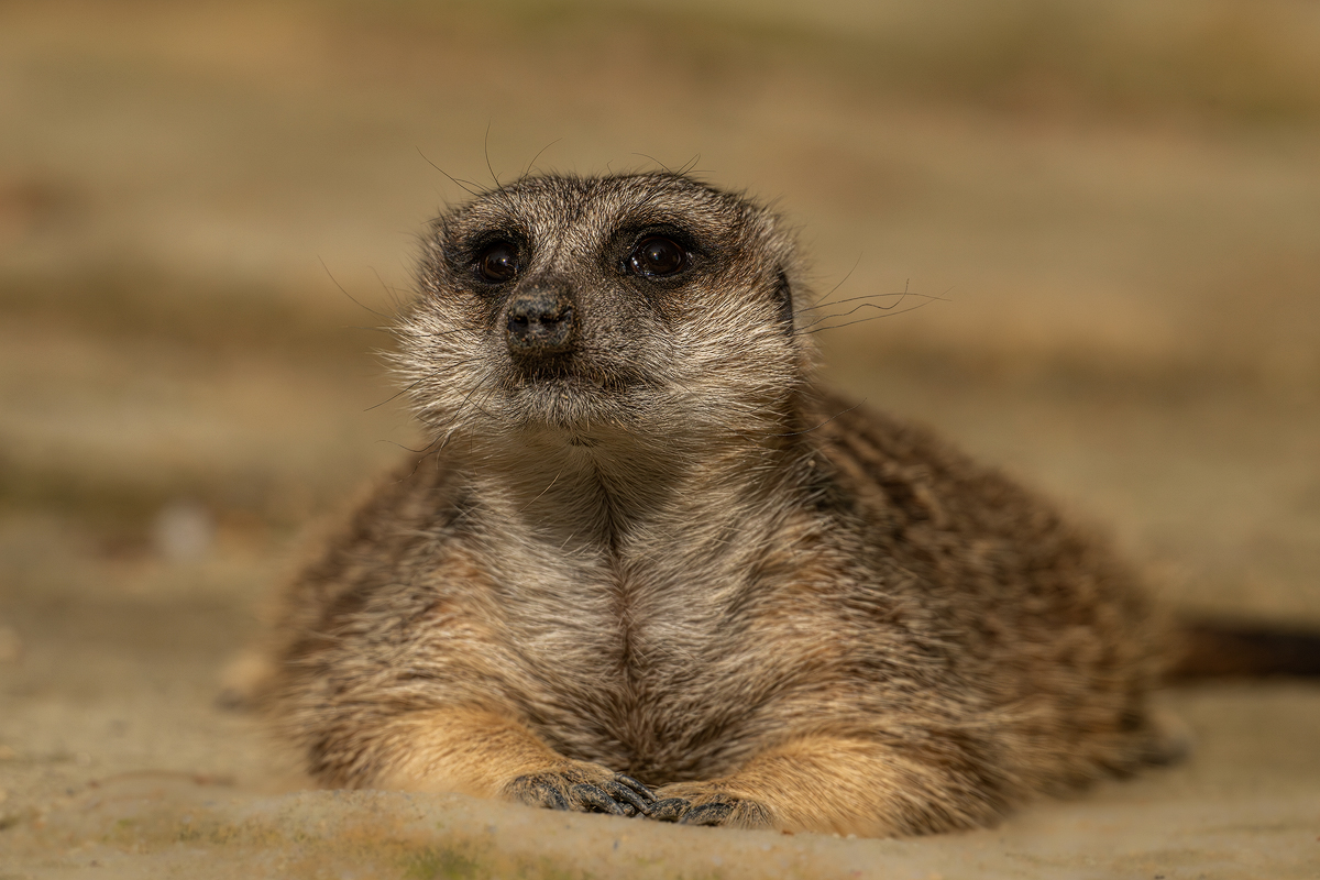 Erdmännchen 3a 2024.jpg