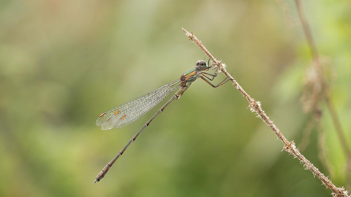 20240925-151417-004-(HL)-Martinsweiher-Gemeine-Weidenjungfer-Chalcolestes-viridis-Männchen-Pano2.jpg