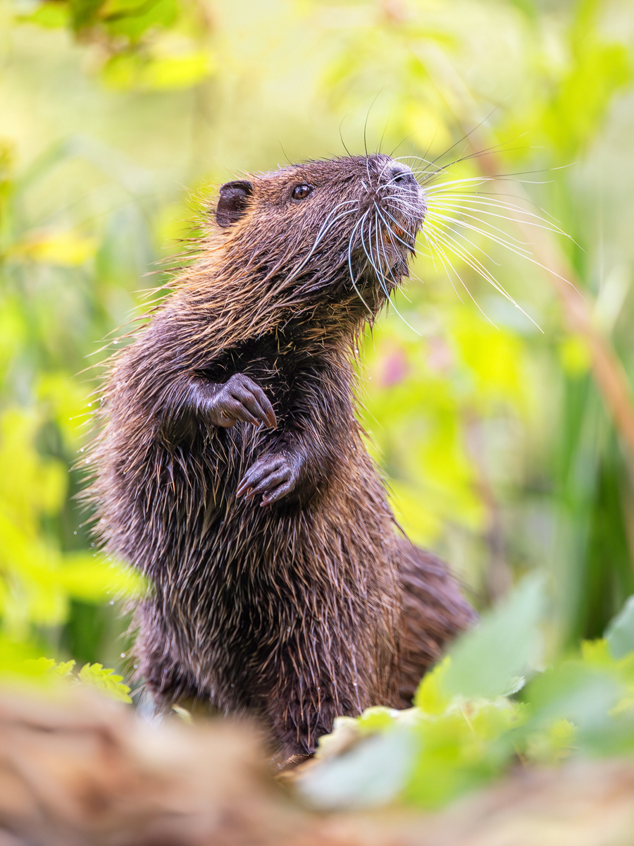 Nutria.jpg