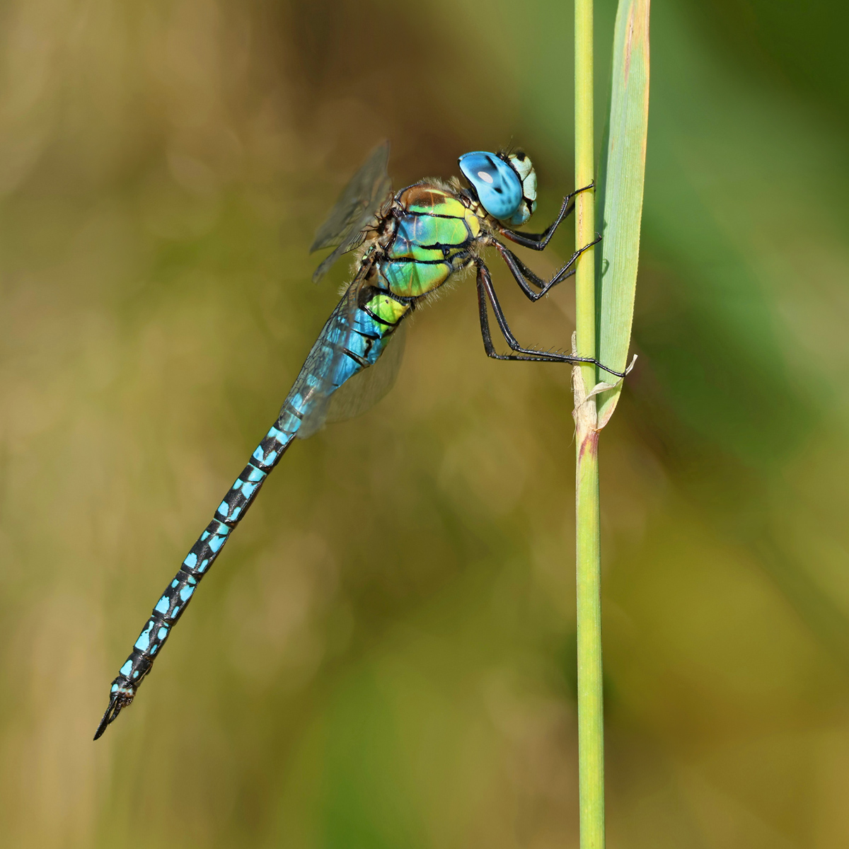 Aeshna affinis_m_8W8A0900_1200.jpg